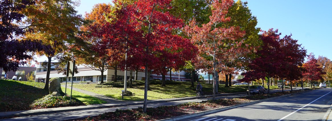 Campus Trees